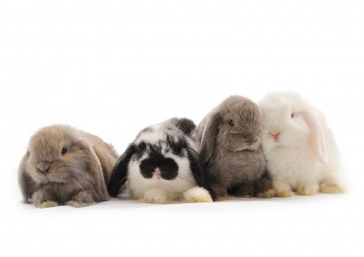 Leaping Bunny Applauds EU’s Decision to Ban Animal Testing on Cosmetics