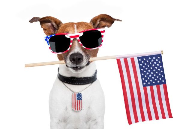 14009778 m 4th of July Pet Safety Tips 