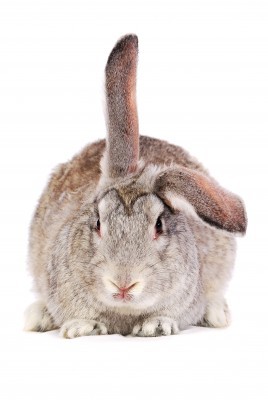 7365961 s An End to Animal Testing in the EU? not tested on animals cruelty free beauty 