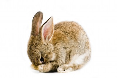 animal cruelty animal testing 8422314 s Which Drugstore Makeup is Cruelty Free?