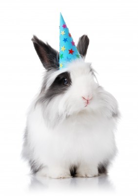animal testing 8916908 s Which Drugstore Makeup is Cruelty Free?