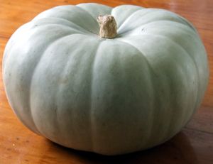 Australian_pumpkin Australian pumpkin Pumpkins are Good for Your Skin! cruelty free beauty