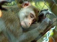 Macaque_Primarily_Primates Macaque Primarily Primates1 A Very Moving Rescue Story cruelty free
