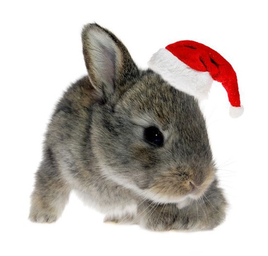 bunny bunny1 5 Cruelty Free Holiday Gift Ideas not tested on animals cruelty free makeup cruelty free beauty cruelty free