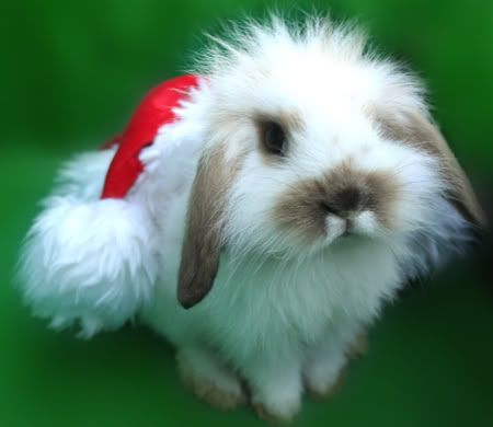 holiday_bunny Cruelty free gift guide